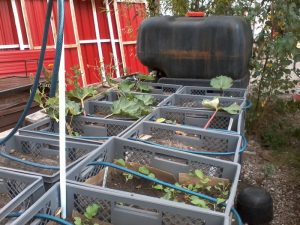 Prinzessinnengarten Siraj Izhar