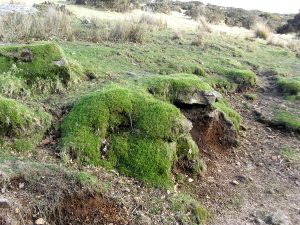 Dartmoor moss Siraj Izhar